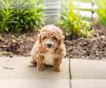 Small #1 Poodle (Miniature)