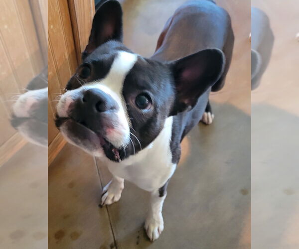 Medium Photo #1 Boston Terrier Puppy For Sale in Little Elm, TX, USA