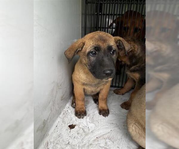 Medium Photo #1 German Shepherd Dog-Redbone Coonhound Mix Puppy For Sale in Houston, TX, USA