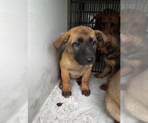 German Shepherd Dog-Redbone Coonhound Mix Dogs for adoption in Houston, TX, USA