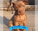 Small American Staffordshire Terrier Mix