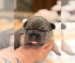 Small #4 French Bulldog