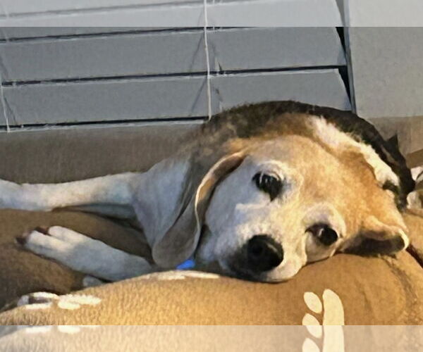 Medium Photo #3 Beagle Puppy For Sale in Tampa, FL, USA