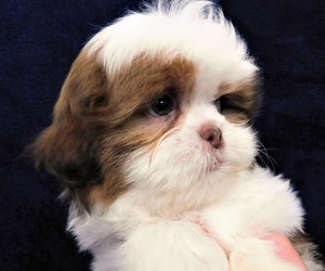 Shih Tzu Puppy for sale in ENKA, NC, USA