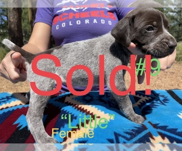 Medium Photo #15 German Shorthaired Pointer Puppy For Sale in FLORISSANT, CO, USA