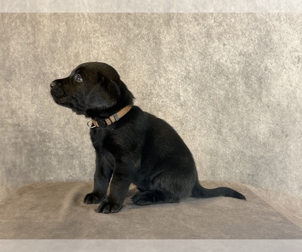 Medium Photo #3 Labrador Retriever Puppy For Sale in WHITNEY, TX, USA
