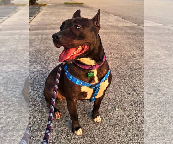 Medium Photo #3 Mutt Puppy For Sale in Pompano Beach , FL, USA