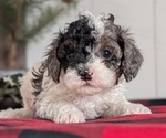 Small #1 Cockapoo (Miniature)