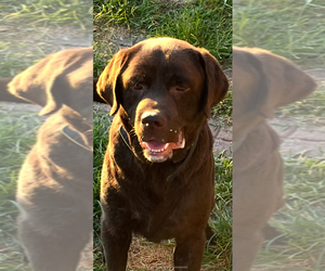 Father of the Labrador Retriever puppies born on 11/04/2025
