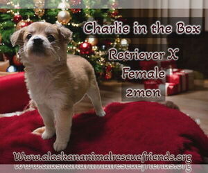 Retriever -Unknown Mix Dogs for adoption in Anchorage, AK, USA