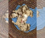 Small Photo #23 Miniature Australian Shepherd Puppy For Sale in SPENCER, TN, USA