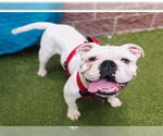 Small #5 Bulldog