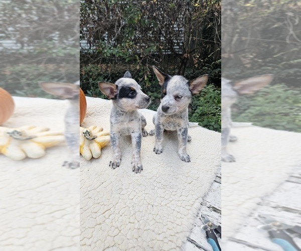 Medium Photo #1 Australian Cattle Dog Puppy For Sale in STEVENSVILLE, MI, USA