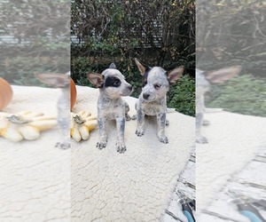 Medium Australian Cattle Dog