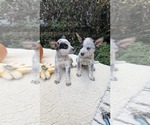 Puppy Female and Male Australian Cattle Dog