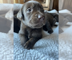 Labrador Retriever Puppy for sale in MC LEANSBORO, IL, USA