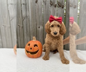 Goldendoodle-Poodle (Standard) Mix Puppy for sale in ORLANDO, FL, USA