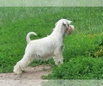 Small Photo #3 Schnauzer (Miniature) Puppy For Sale in Hatvan, Heves, Hungary