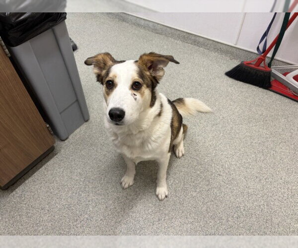 Medium Photo #1 Border Collie-Siberian Husky Mix Puppy For Sale in Fort Collins, CO, USA