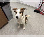NIA - Female Border Collie-Siberian Husky Mix Dog for Adoption - Small photo