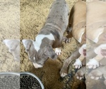 Small Photo #9 American Staffordshire Terrier Puppy For Sale in MIMS, FL, USA