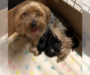 Mother of the Yorkshire Terrier puppies born on 05/08/2019