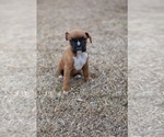 Puppy snickers Boxer