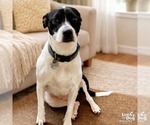 Small #2 Pointer-Retriever  Mix