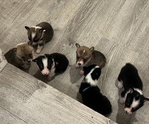 Pembroke Welsh Corgi Litter for sale in ABSECON, NJ, USA