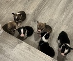 Small Pembroke Welsh Corgi