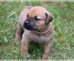Small #1 Boerboel