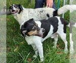 Small Photo #6 Beagle-Unknown Mix Puppy For Sale in Anniston, AL, USA
