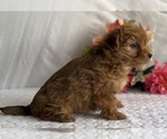 Small #1 Morkie