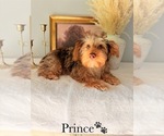 Small #20 Yorkshire Terrier