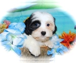 Small #1 ShihPoo-Yorkshire Terrier Mix