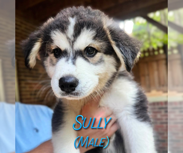 Medium Photo #3 Golden Pyrenees-Siberian Husky Mix Puppy For Sale in HICKORY, NC, USA
