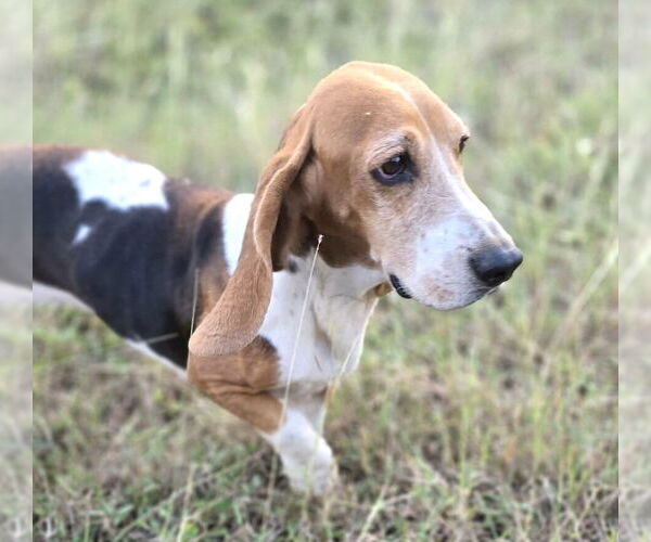 Medium Photo #5 Basset Hound Puppy For Sale in Deepwater, NJ, USA