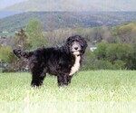 Small Photo #1 Sheepadoodle Puppy For Sale in STANLEY, VA, USA