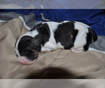 Small Photo #1 Cocker Spaniel Puppy For Sale in AVONDALE-GOODYEAR, AZ, USA