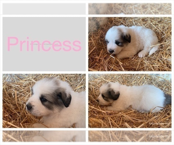 Medium Photo #4 Great Pyrenees Puppy For Sale in WESTMORELAND, TN, USA