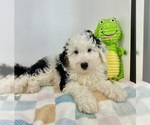 Small #3 Miniature Bernedoodle