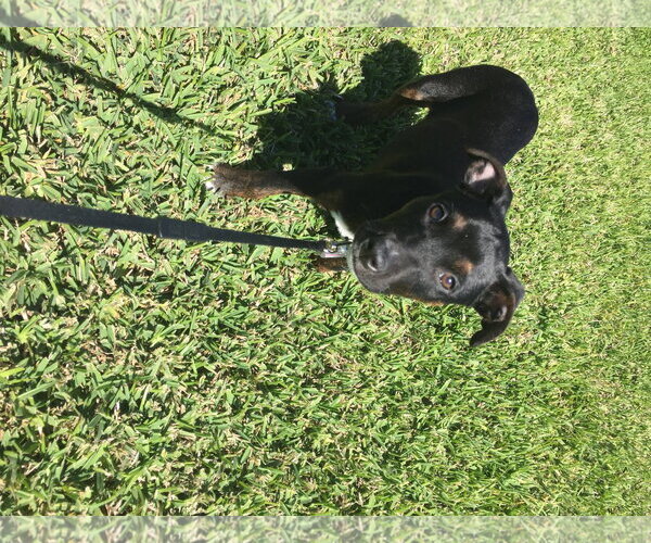 Medium Photo #15 Mutt Puppy For Sale in Sanford, FL, USA