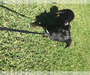 Stella FKA Judie - TRAINING CAMP - Female Mutt Dog for Adoption - Photo #15