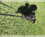Small #14 Mutt
