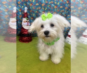 Maltese Puppy for sale in LANCASTER, MO, USA