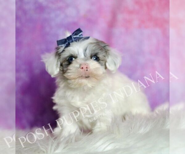 Medium Photo #6 Maltipoo (Miniature) Puppy For Sale in WARSAW, IN, USA