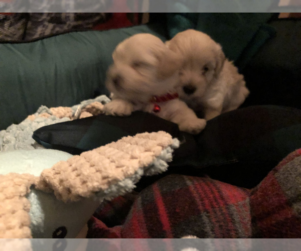 Medium Photo #3 Maltipoo Puppy For Sale in MAUMELLE, AR, USA