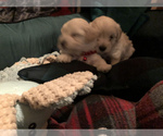 Small Photo #3 Maltipoo Puppy For Sale in MAUMELLE, AR, USA