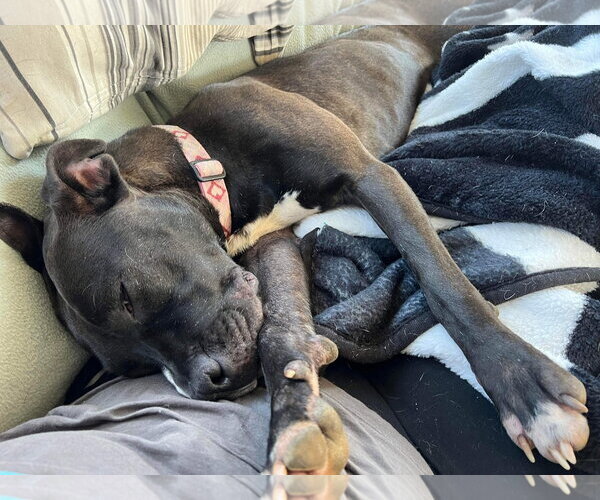 Medium Photo #31 American Pit Bull Terrier-Unknown Mix Puppy For Sale in Germantown, OH, USA