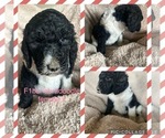 Small Photo #6 Labradoodle Puppy For Sale in MORGANFIELD, KY, USA